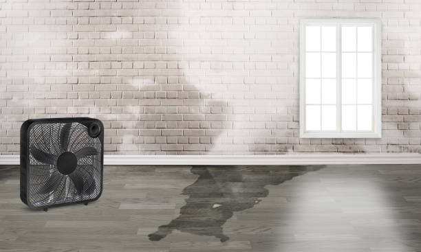 Best Mold removal after water damage  in Ferdand, IN